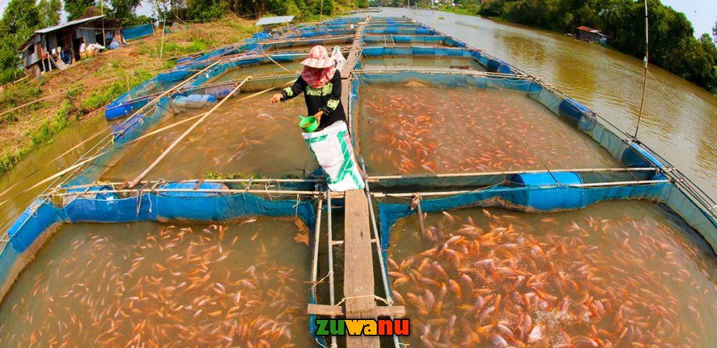 fish farming on small scale in 