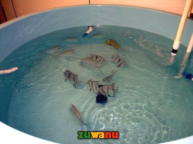 how to start fish farming on small scale in nigeria 6 how to start fish farming on small scale in