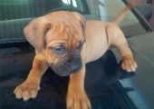Pure/Full breed Bull Mastiff Dog/Puppy Available