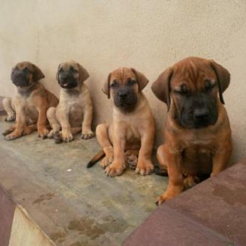 Pure Full breed Boerboel Dog Puppy for sale