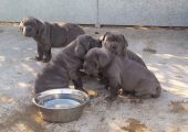 Pure/Full breed Neapolitan Mastiff Dog for sale in Nigeria