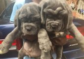 Pure/Full breed Neapolitan Mastiff Dog for sale in Nigeria