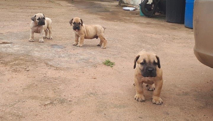 Pure Full breed Boerboel Dog Puppy for sale