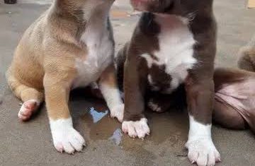 /Pure/Full breed Pitbull Dog/Puppy Available