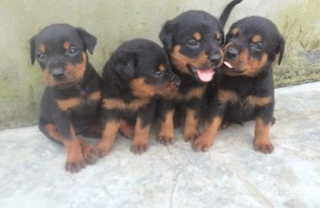 Pure Full breed Rottweiler Dog Puppy Available