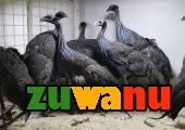 Vulturine guinea fowl ,Ostrich Chicks available