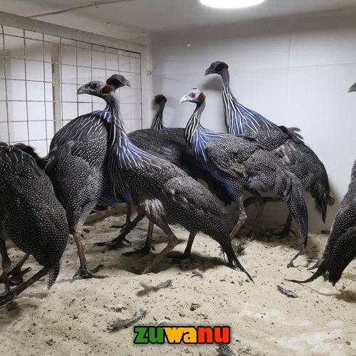 Vulturine guinea fowl ,Ostrich Chicks available