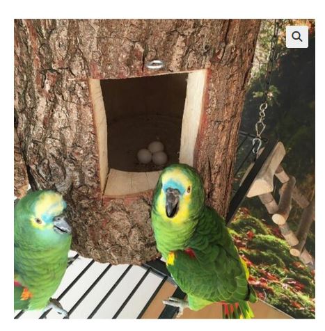 parrots eggs for sale