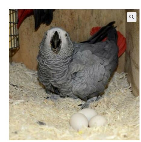 parrots eggs for sale