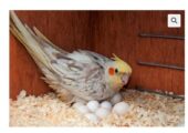 parrots eggs for sale