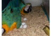 parrots eggs for sale