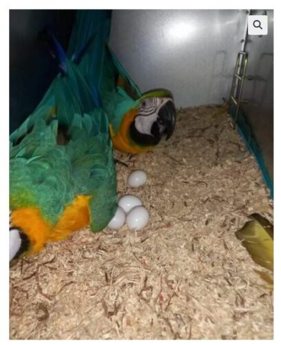 parrots eggs for sale